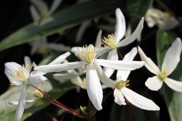 Clematis Armandii- Apple Blossom