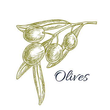 Green olive branch sketch for organic food design