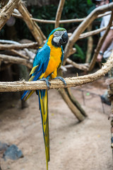 Obraz premium Aras in Brasilien