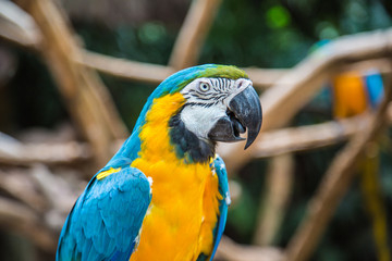 Aras in Brasilien