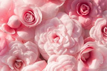 Background of pink camellias and rose. Flowers is blooming in spring and has all shades of pink. Camellia is exotic, southern plant. - obrazy, fototapety, plakaty