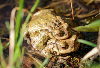 Krötenpaar vor der Wanderung, Natur, Tiere 
