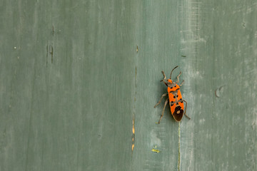Red bug on greed door