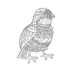 Sparrow coloring book vector illustration