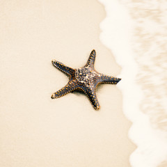 Fototapeta na wymiar Starfish by itself on the beach at Moreton Bay during the day.