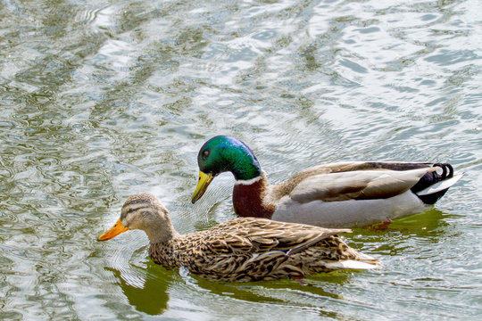 animal a wild drake and a duck sail on a pond