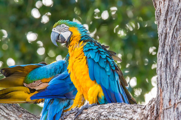 Aras in Brasilien © Dominik Rueß