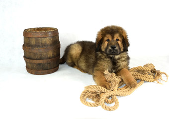 Mastiff Tybetański © DesignArt.pl