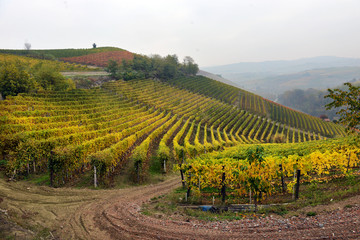 Fototapeta na wymiar panorama of autumn vineyards