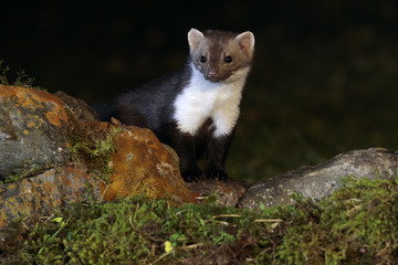 Stone marten 001