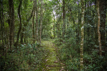 Fototapeta premium Atlantischer Urwald in Brasilien