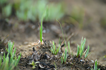 Green shoots in the early spring punching from the ground after a fire. Spring view. ecological problems.
