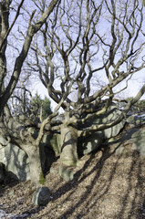 a solitary tree with many crooked branches