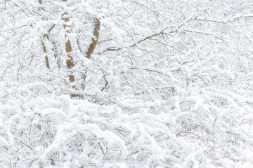 White tree background