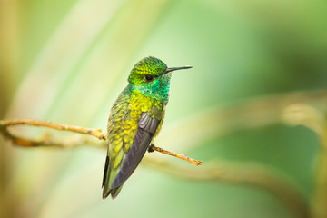 Kolibri im brasilianischen Urwald