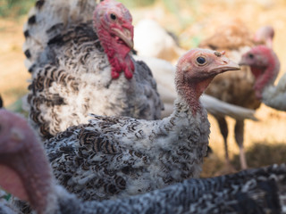 Young turkeys looking for food in grassland