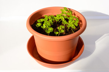 Young spring seedlings of basil in a pot