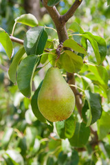 Shiny delicious pears hanging from a tree branch in the orchard..