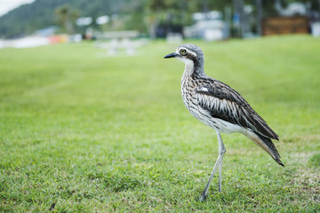 Bush stone-curlew on the beach in Moreton Island, Australia during the day.