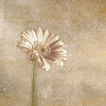 gerbera close-up, macro (281) double exposure