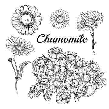 Hand drawn chamomile.