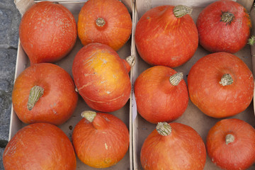 Close-up of Pumpkins