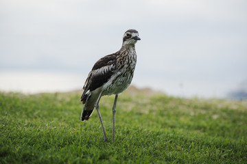 Bush stone-curlew on the beach in Moreton Island, Australia during the day.