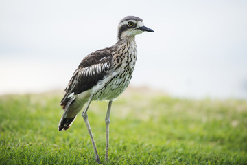Bush stone-curlew on the beach in Moreton Island, Australia during the day.