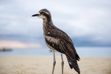 Bush stone-curlew on the beach in Moreton Island, Australia during the day.