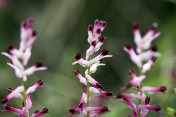 Fototapeta premium Florecillas del campo