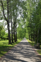 Fototapeta na wymiar The path in the summer park