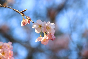 夕陽に輝く桜