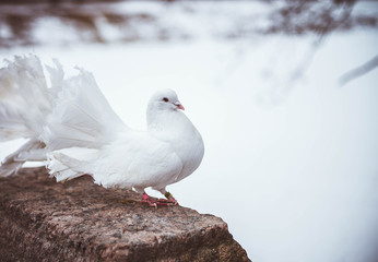 pigeon
