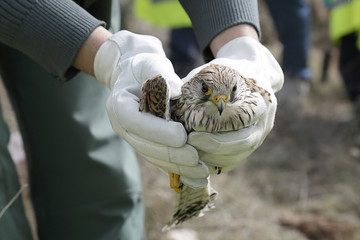Common Kestrel, Falco tinnunculus, in the hands of a veterinarian