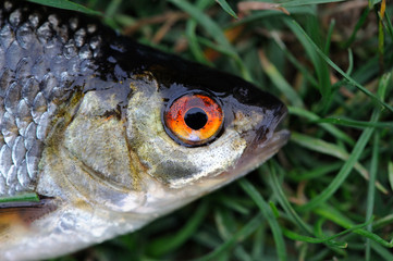 Roach Fish Close up