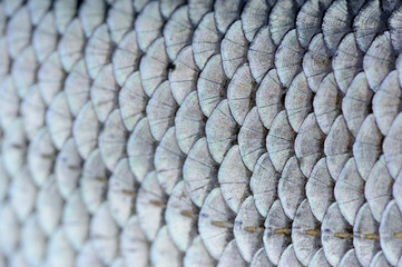 Roach Fish Scales Macro © Vidady