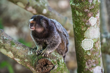 Weißbüscheläffchen, in Rio de Janeiro, Brasilien