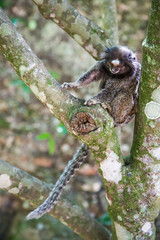 Weißbüscheläffchen, in Rio de Janeiro, Brasilien