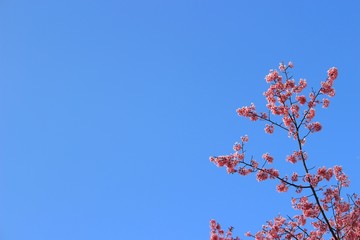 夕陽に輝く桜