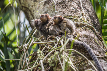 Weißbüscheläffchen, in Rio de Janeiro, Brasilien