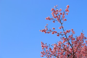 夕陽に輝く桜