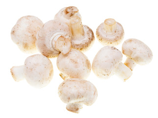 White mushrooms champignons