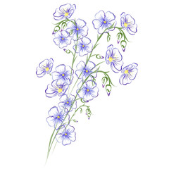 Flax (Linum usitatissimum, linseed). Hand drawn vector sketch of blue flax flowers on white background.