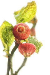 Vaccinium myrtillus - bilberry, blueberry - in bloom - perfect macro