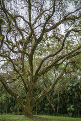 Fototapeta premium Baum mit Bromelien in Brasilien