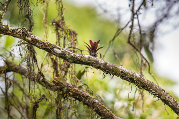 Baum mit Bromelien in Brasilien