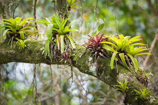 Baum mit Bromelien in Brasilien