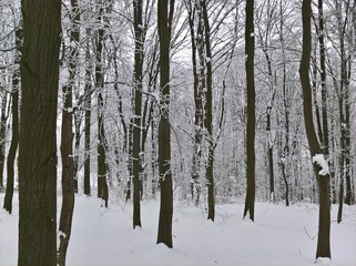 Deep in the Winter Forest
