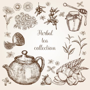Hand drawn Herbal Tea collection in vintage style.