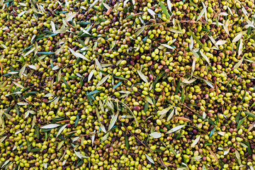 Green and black olives after harvest in Peloponnese, Greece